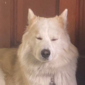 Meet your Posher, Abraham